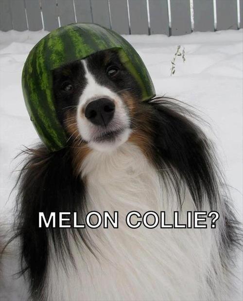 melon collie